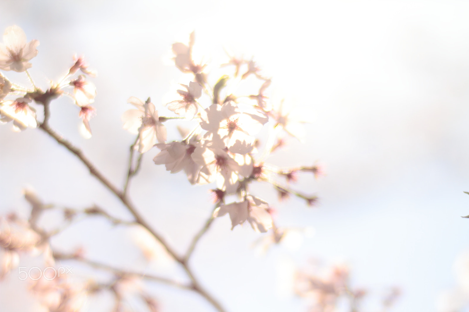 Canon EOS 7D + Canon EF 50mm F1.8 II sample photo. Cherry blossoms photography
