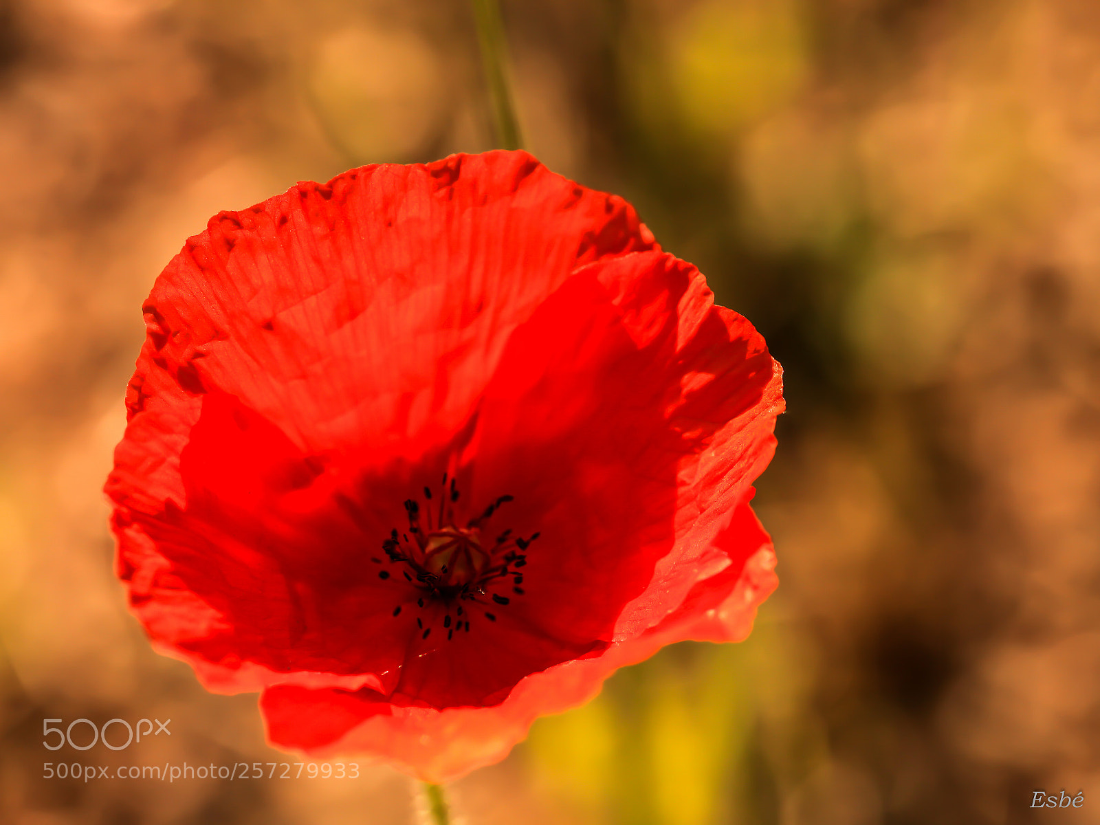 Canon EOS 5D Mark II sample photo. Poppy's addiction photography
