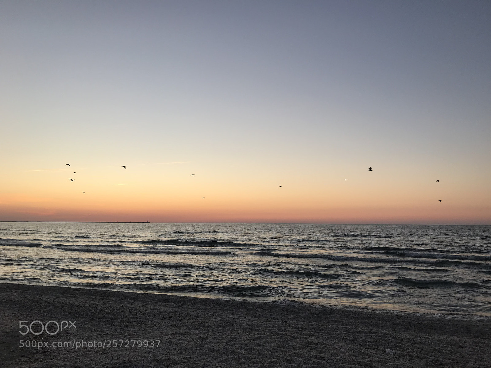 Apple iPhone 7 sample photo. Birds in the sky photography