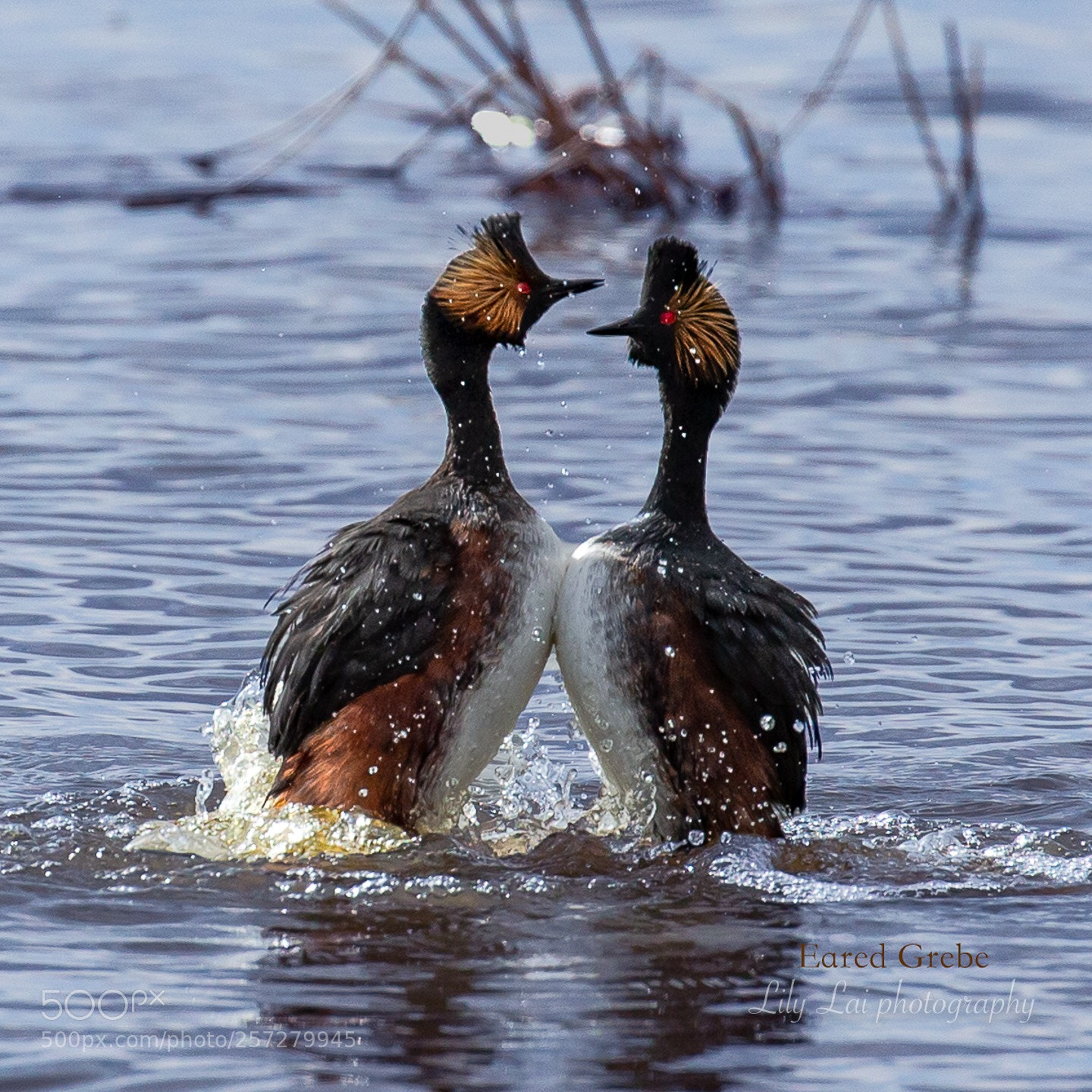 Canon EOS-1D X sample photo. Loving seared grebes  photography