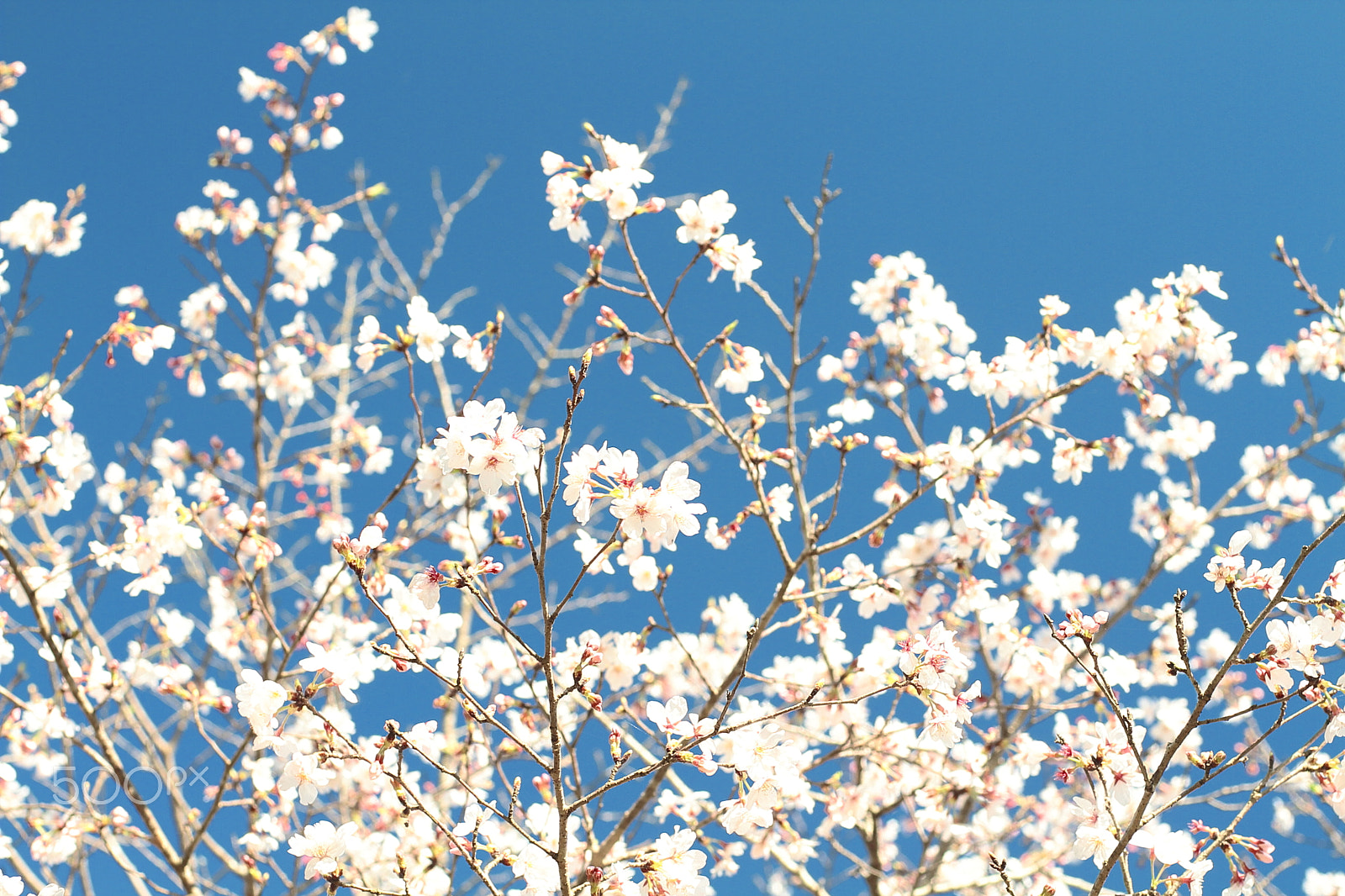 Canon EOS 7D sample photo. Cherry blossoms photography