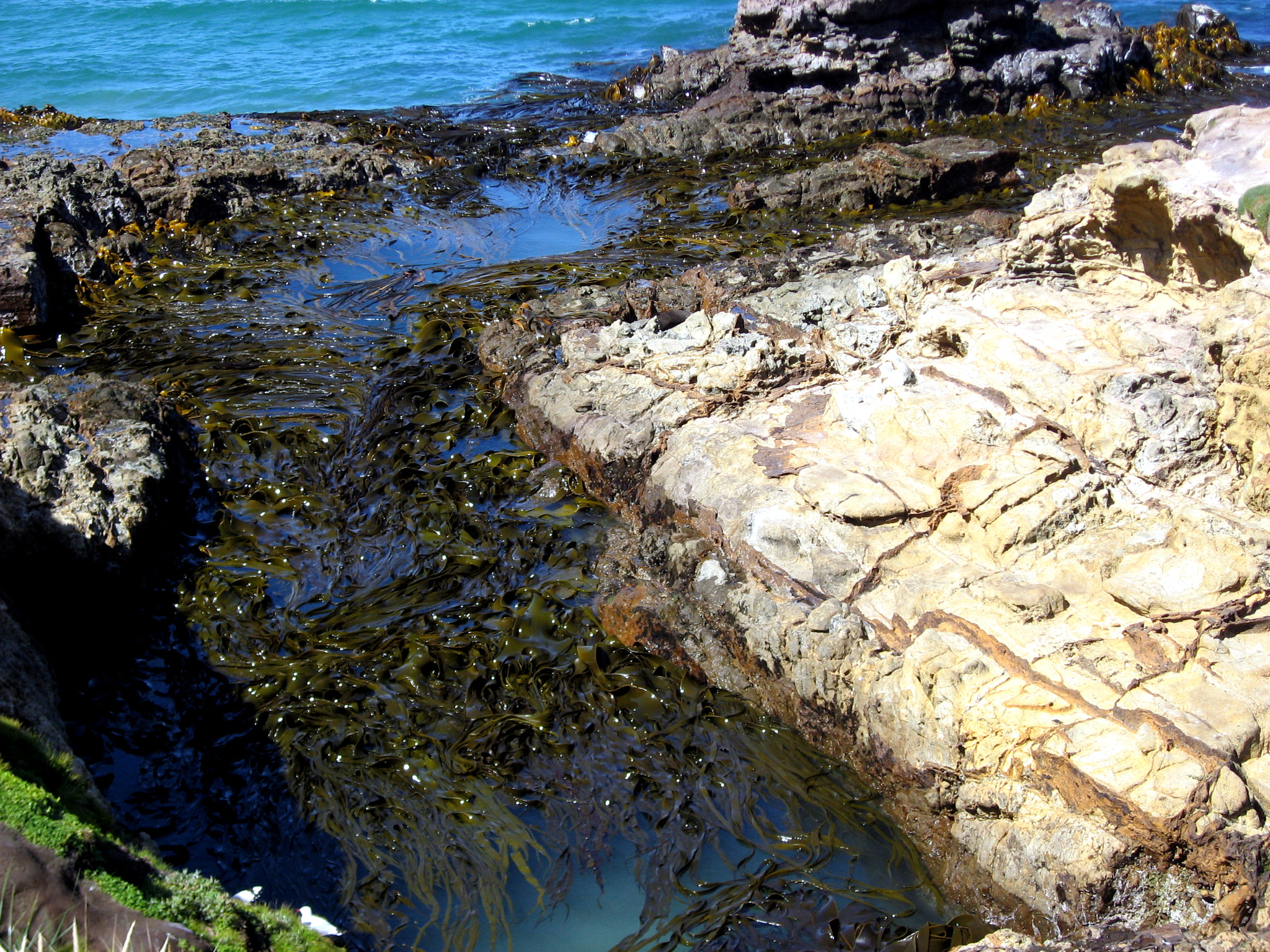 Canon DIGITAL IXUS 800 IS sample photo. Kelp along the coast. photography