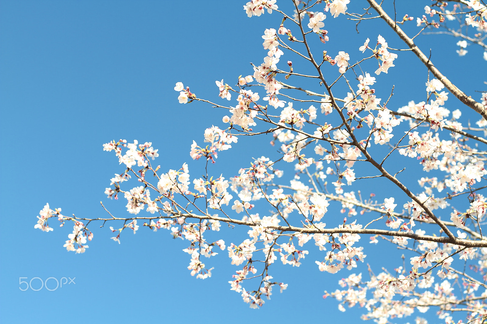 Canon EOS 7D + Canon EF 50mm F1.8 II sample photo. Cherry blossoms photography
