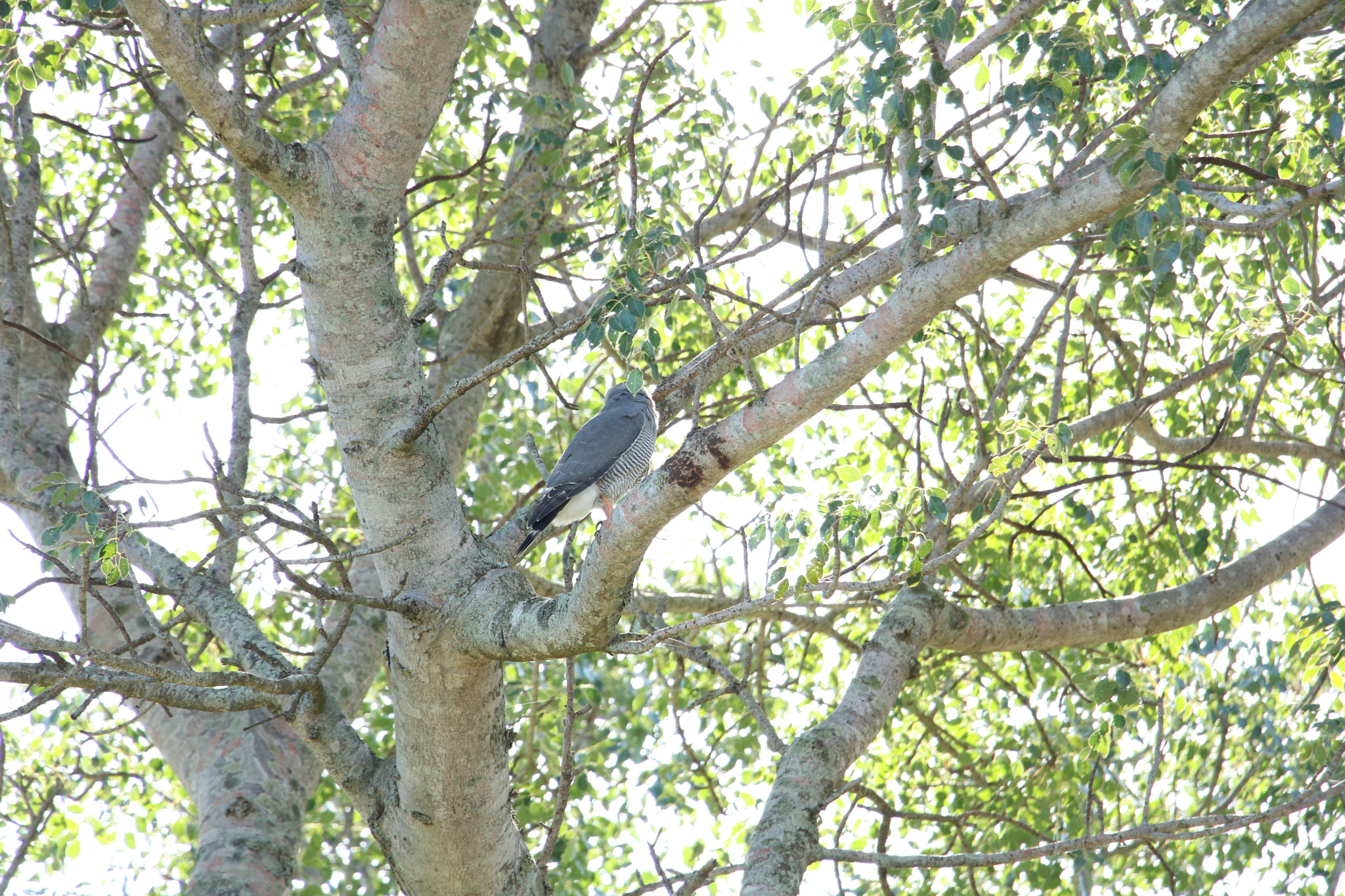 Canon EOS 760D (EOS Rebel T6s / EOS 8000D) sample photo. Img photography