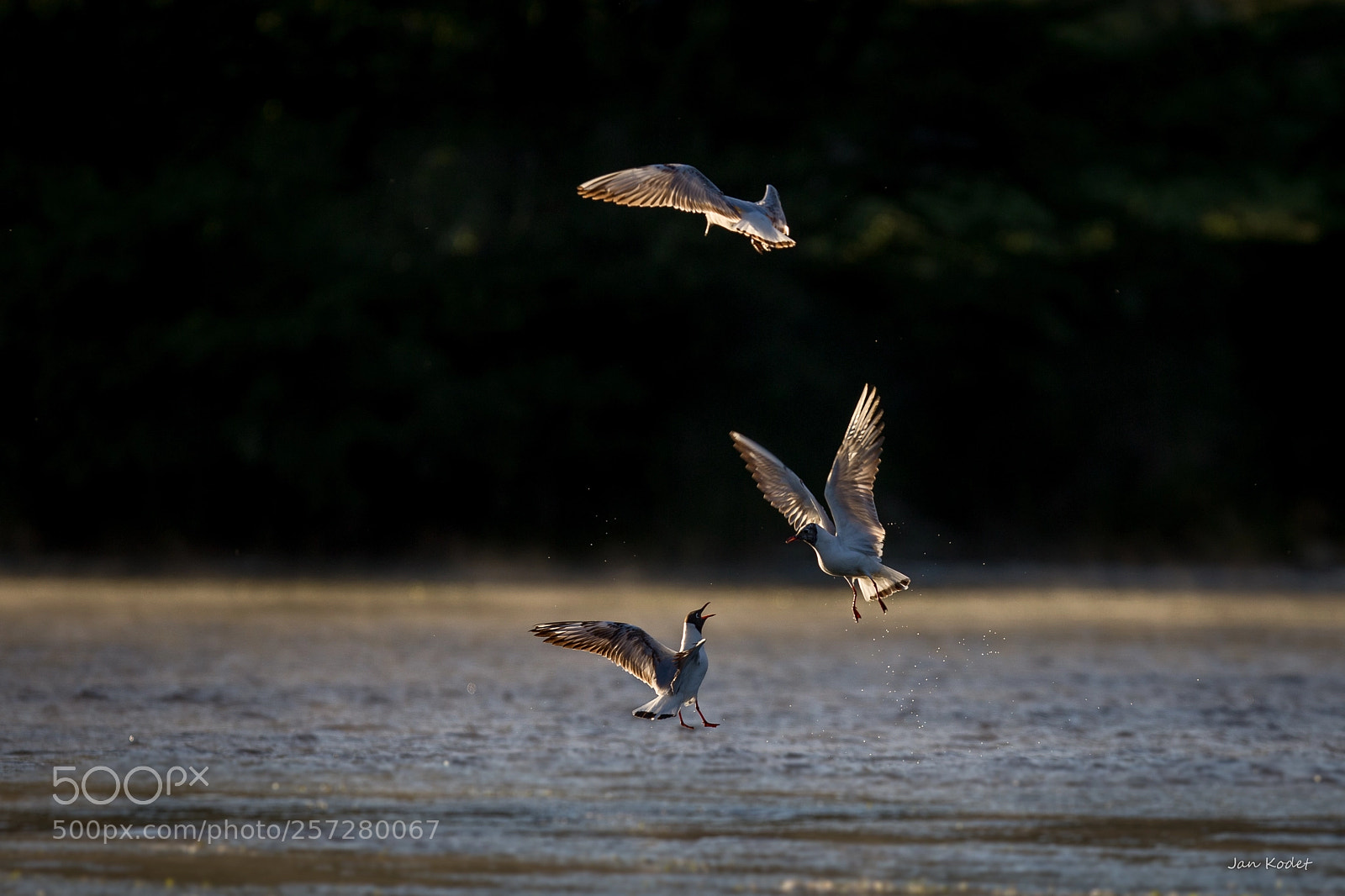 Canon EOS 6D sample photo. Black-headed gull photography
