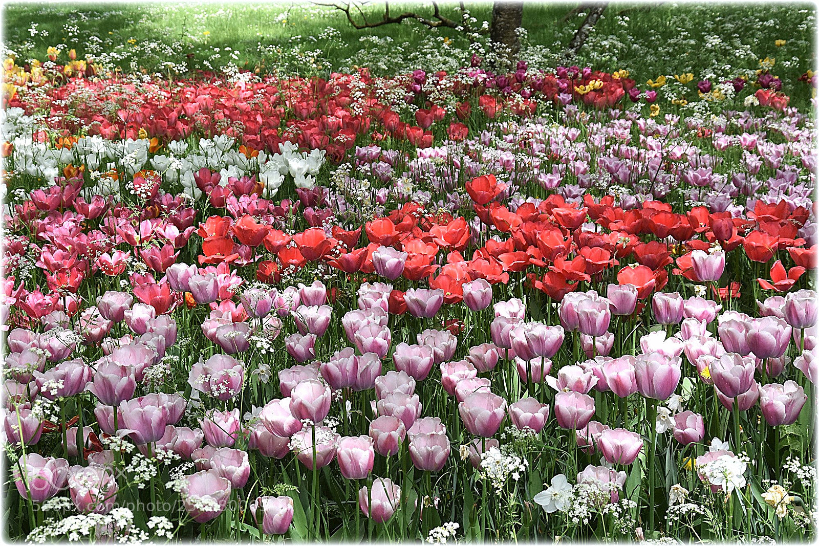Nikon D7200 sample photo. "all these flowers" photography
