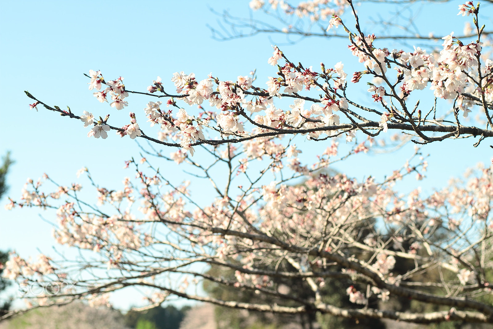 Canon EOS 7D + Canon EF 50mm F1.8 II sample photo. Cherry blossoms photography