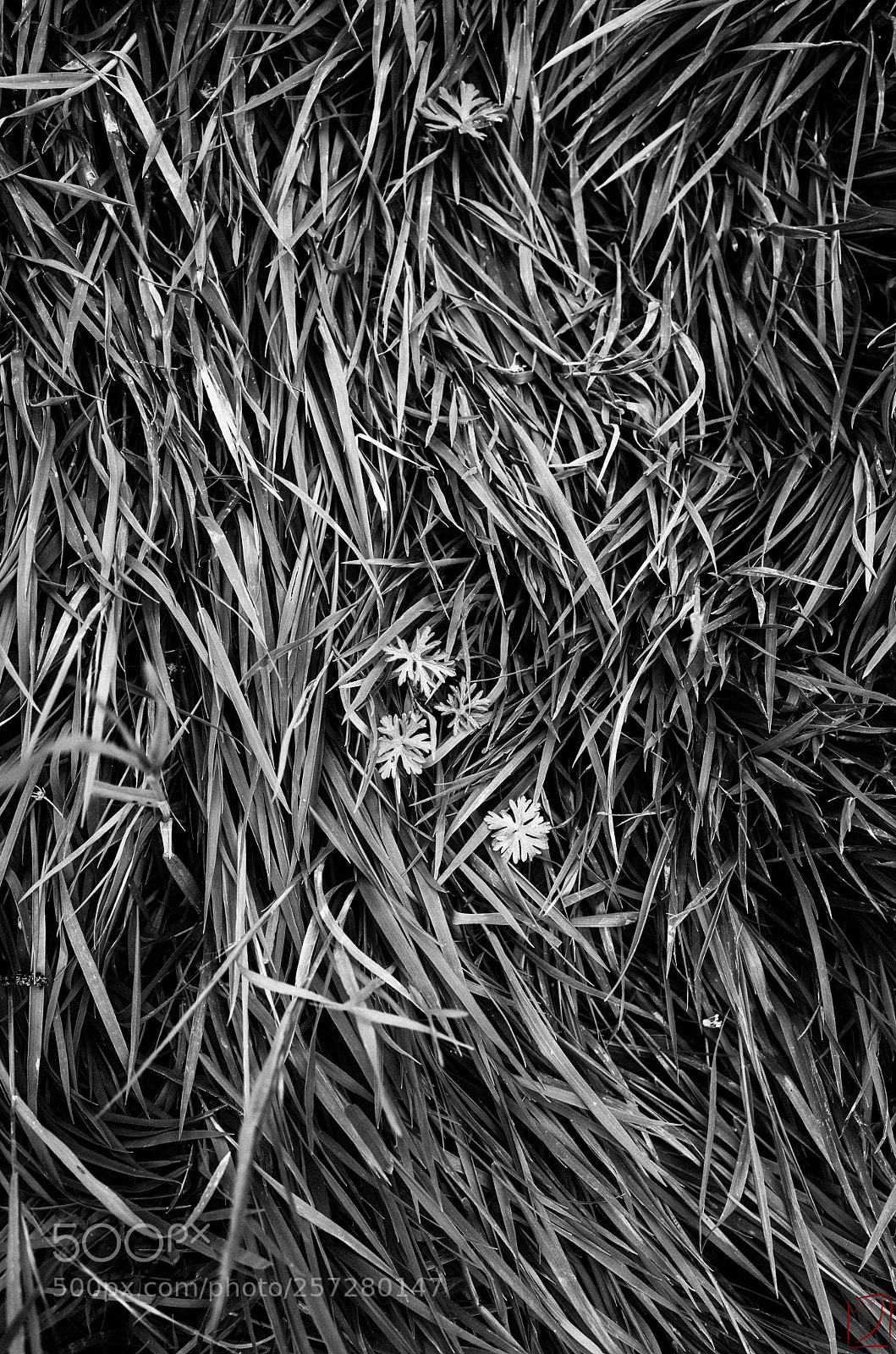 Ricoh GR II sample photo. Entouré photography