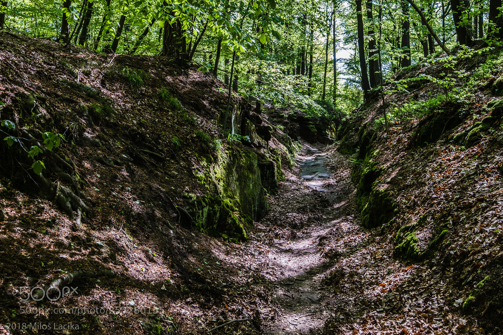 Fujifilm X-Pro2 sample photo. Wood stone road photography