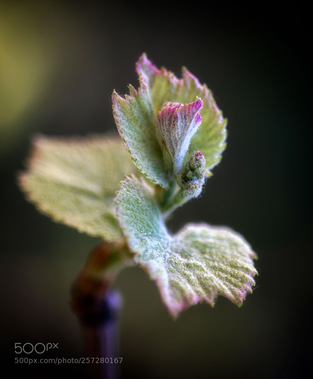 Nikon D810 sample photo. Y photography