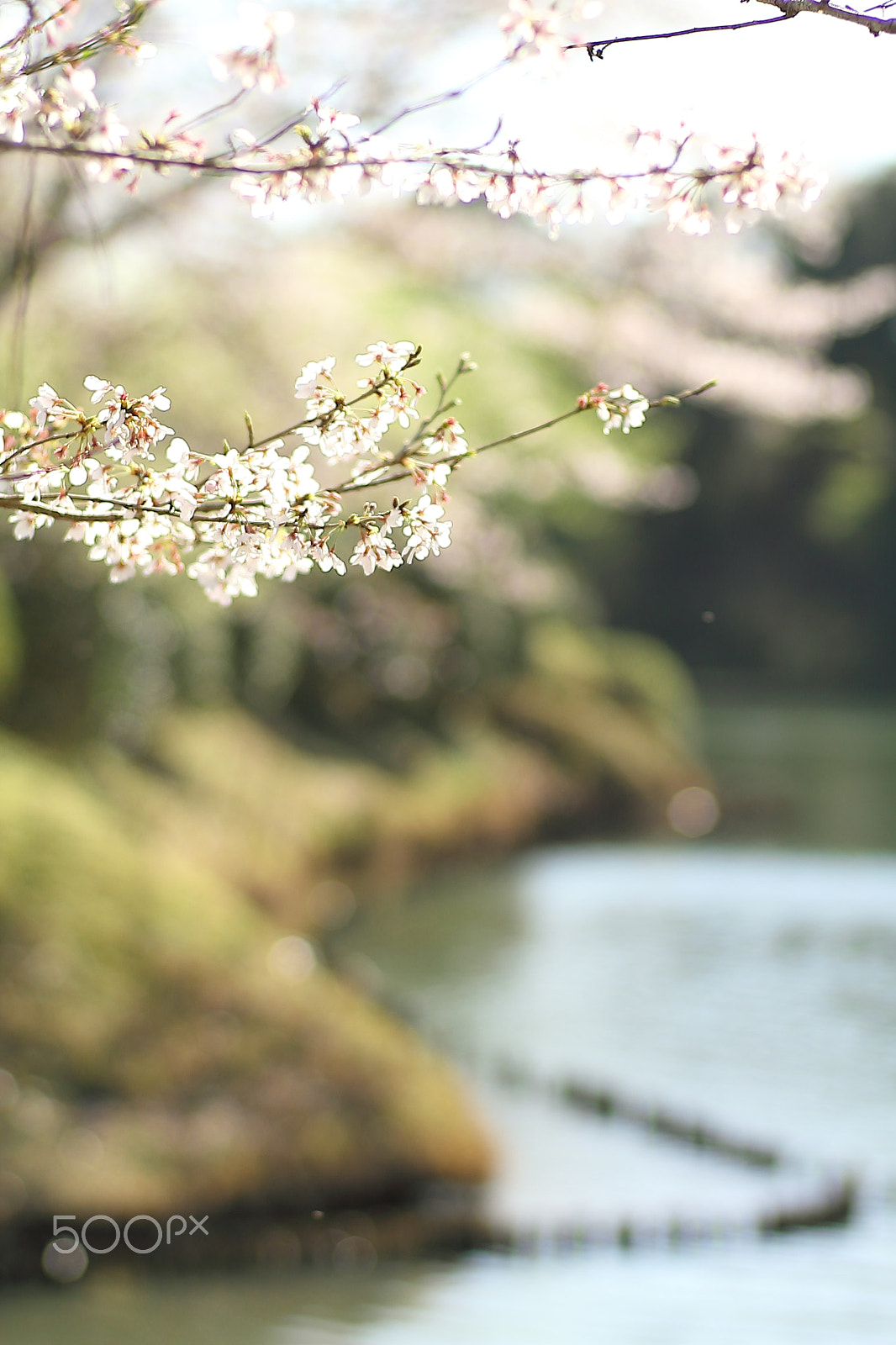 Canon EOS 7D + Canon EF 50mm F1.8 II sample photo. Cherry blossoms photography