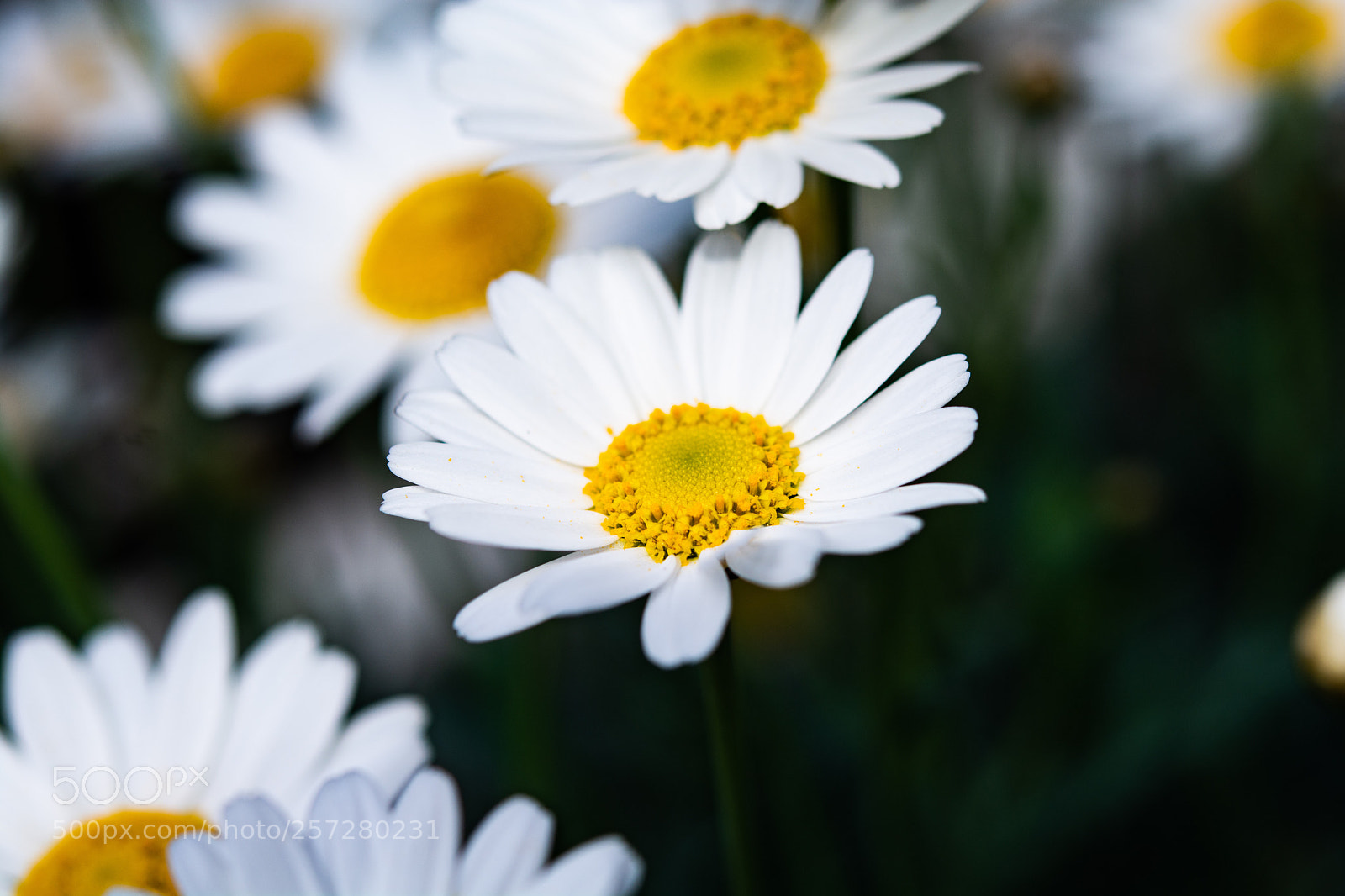 Nikon D7100 sample photo. Flower.. photography
