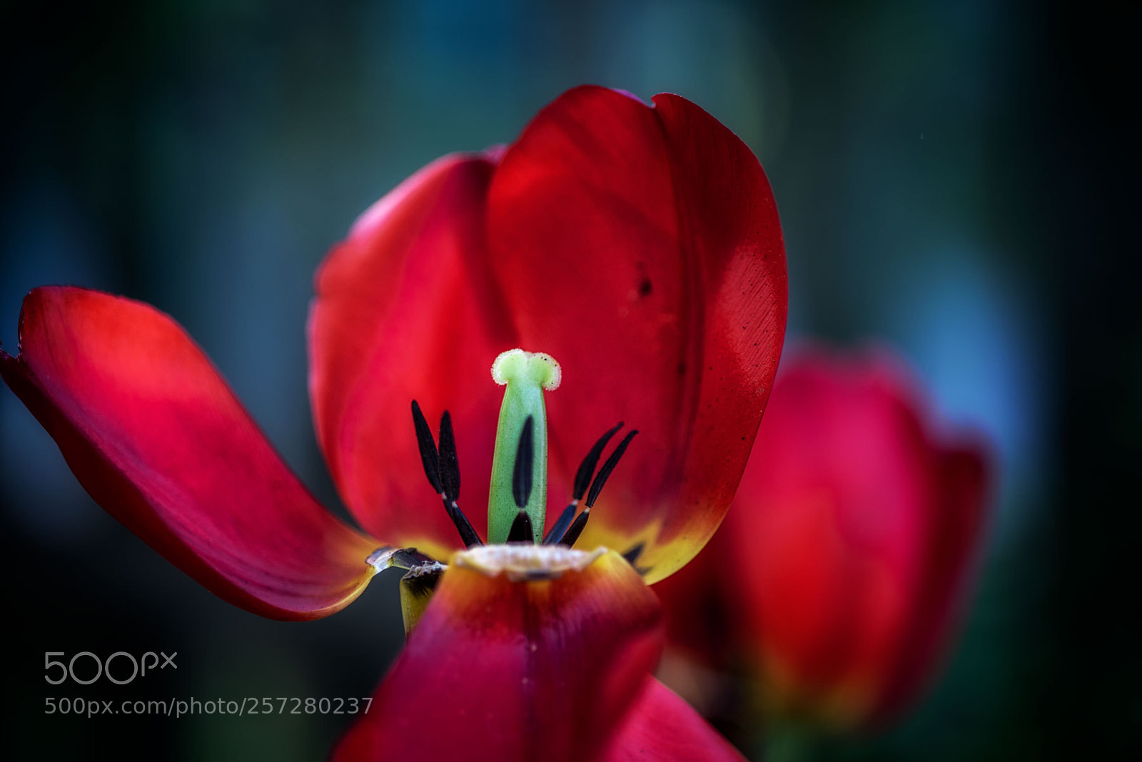 Nikon D810 sample photo. Y photography