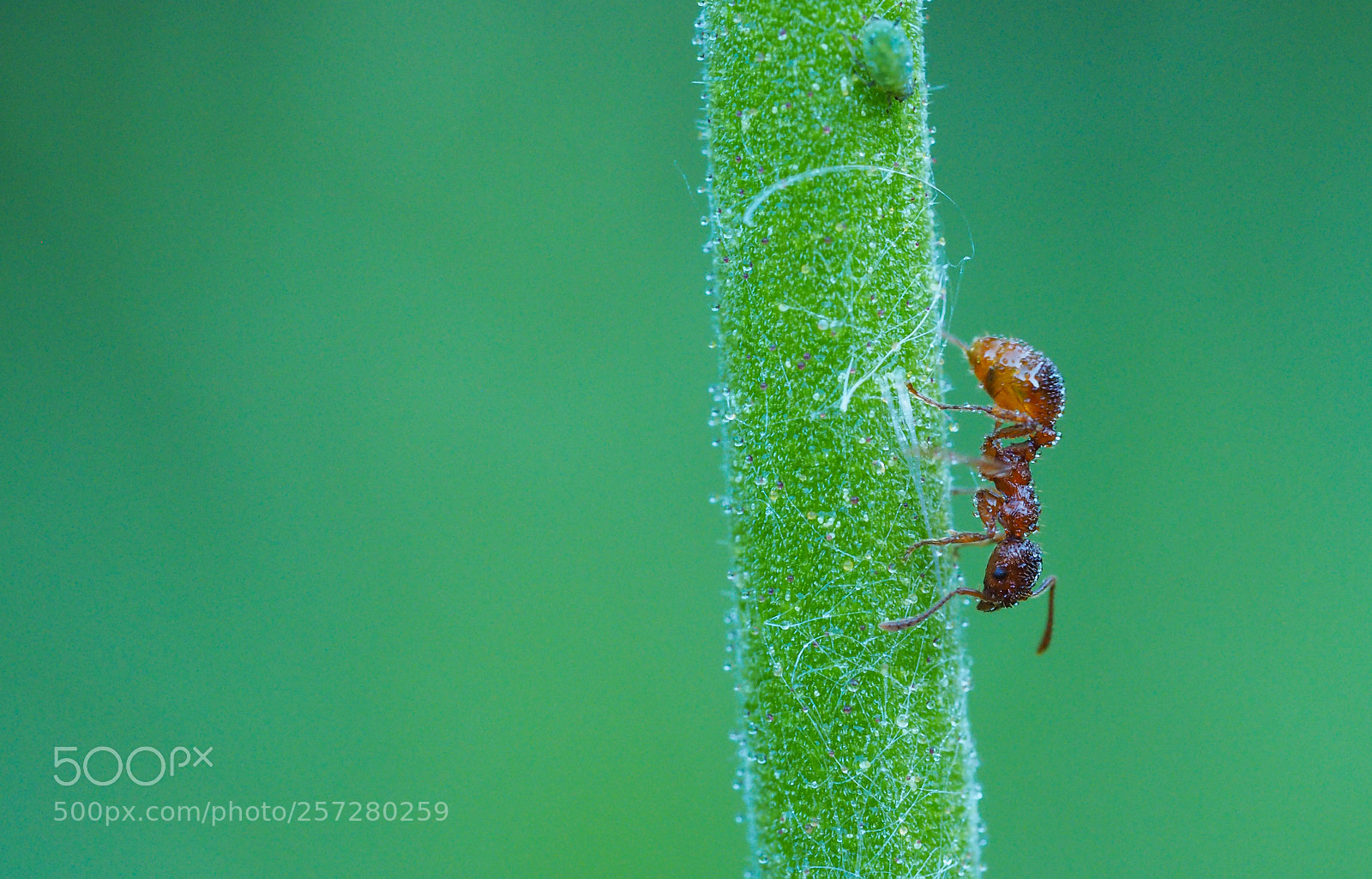 Olympus OM-D E-M5 II sample photo. Ant flees for a photography