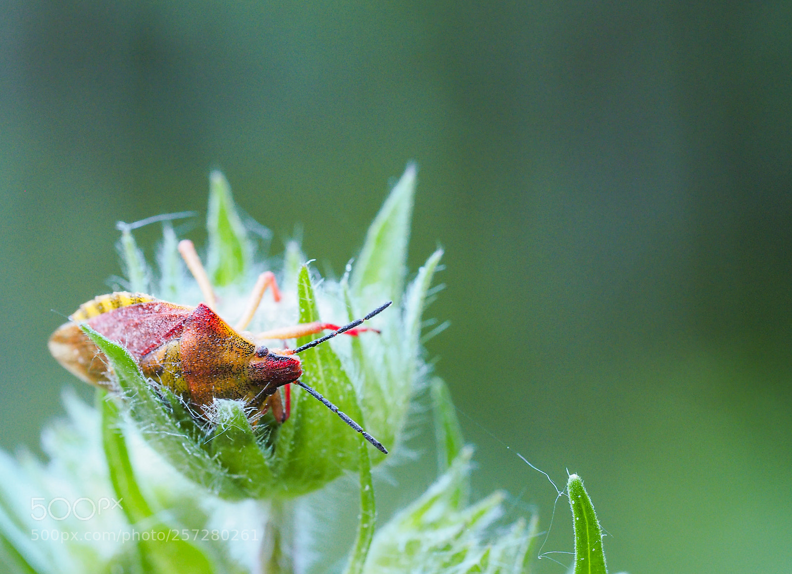 Olympus OM-D E-M5 II sample photo. Sleeping beetle photography