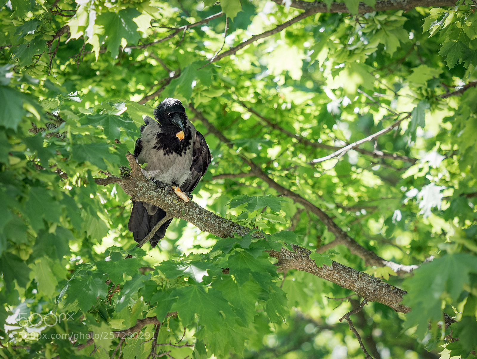Olympus OM-D E-M5 II sample photo. Raven is eating a photography