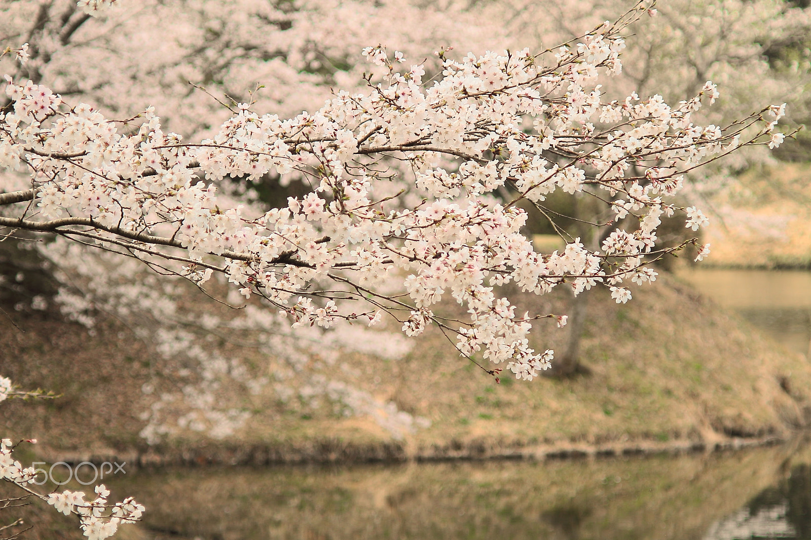 Canon EOS 7D + Canon EF 50mm F1.8 II sample photo. Cherry blossoms photography