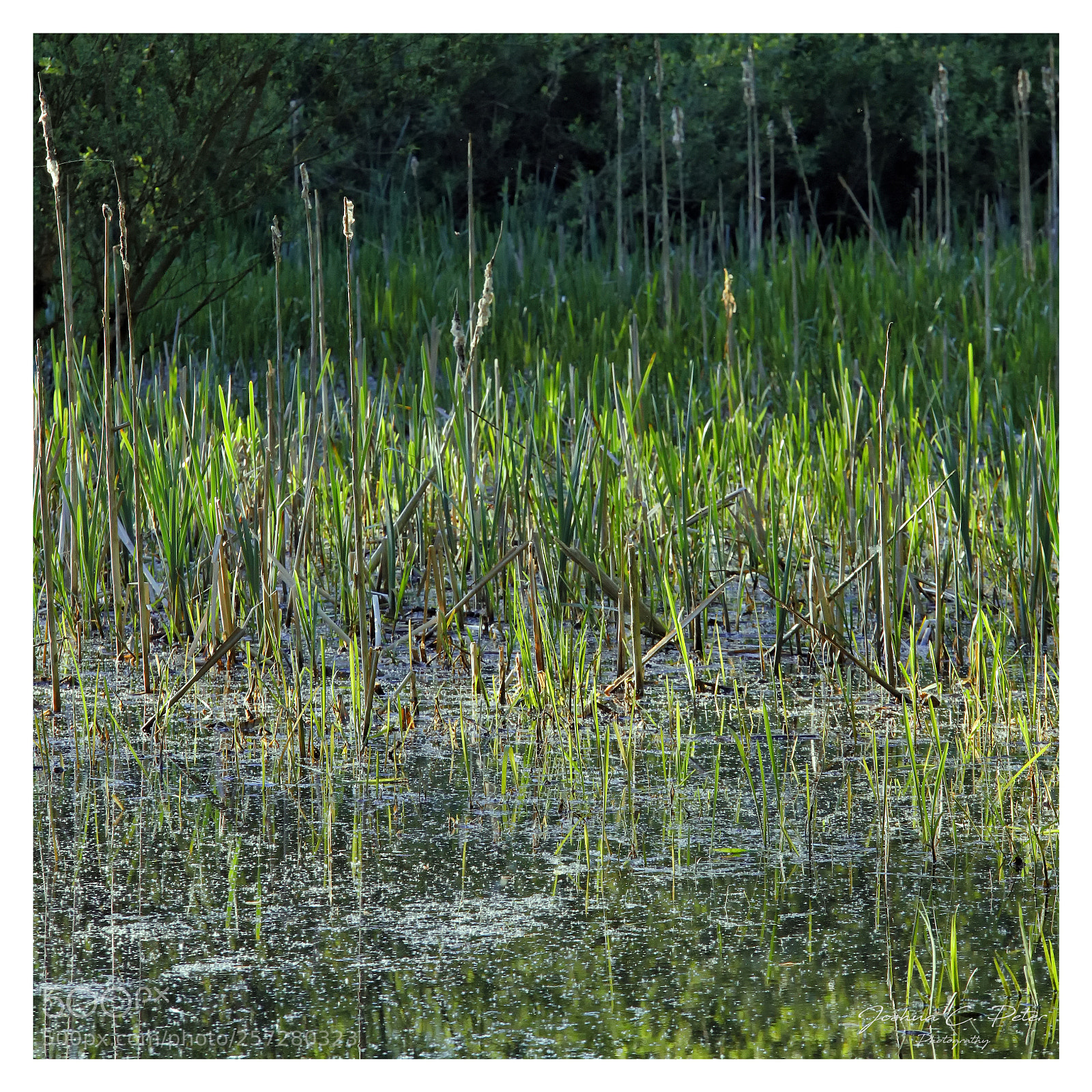 Canon EOS 6D Mark II sample photo. Landscape of an swamp photography