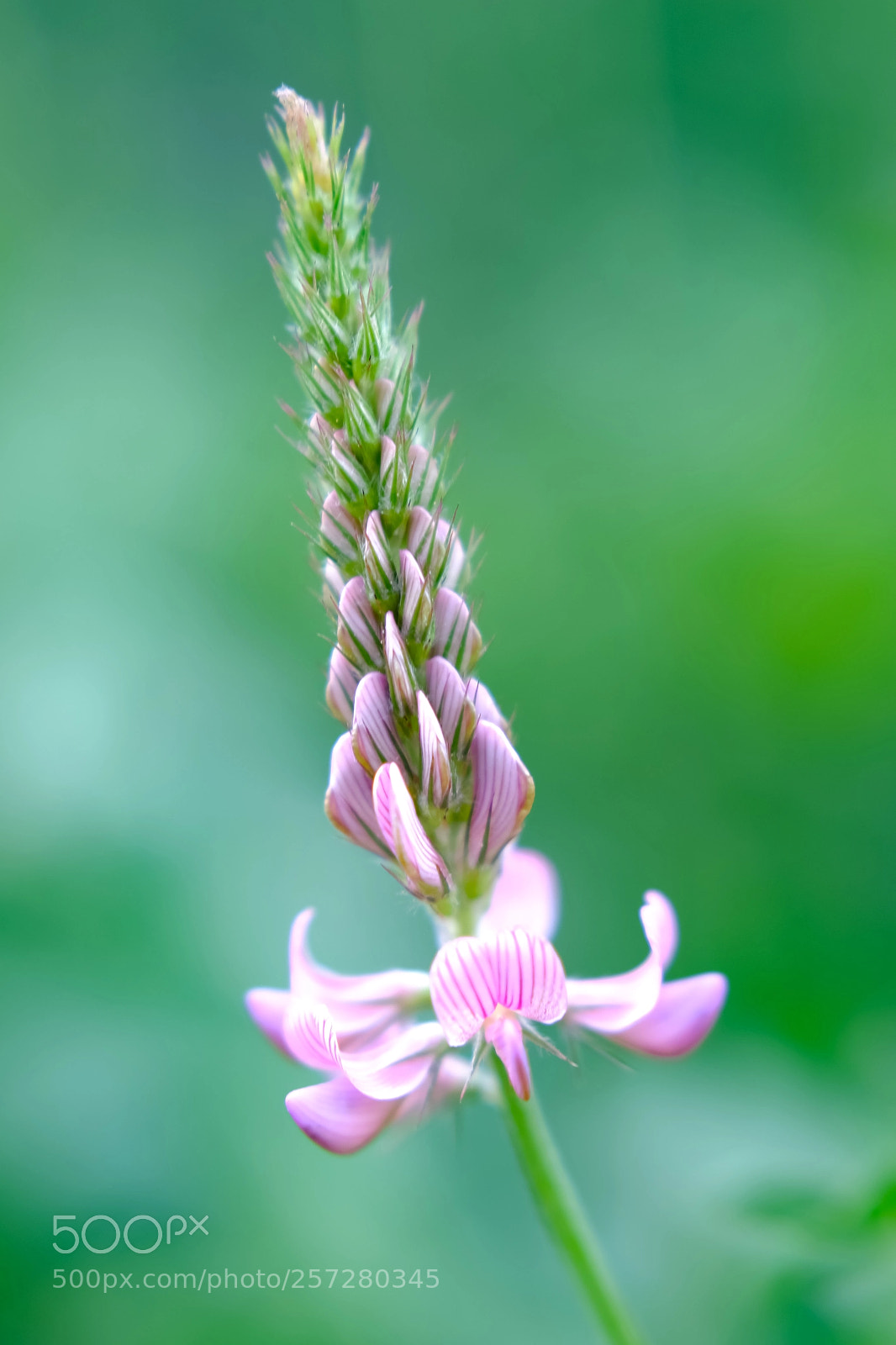 Fujifilm X-T20 sample photo. 'clover close up' photography