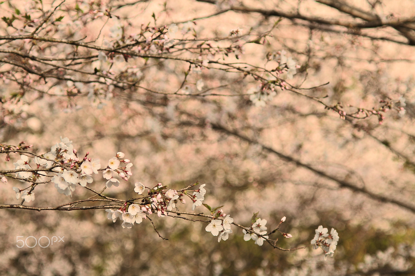 Canon EOS 7D sample photo. Cherry blossoms photography