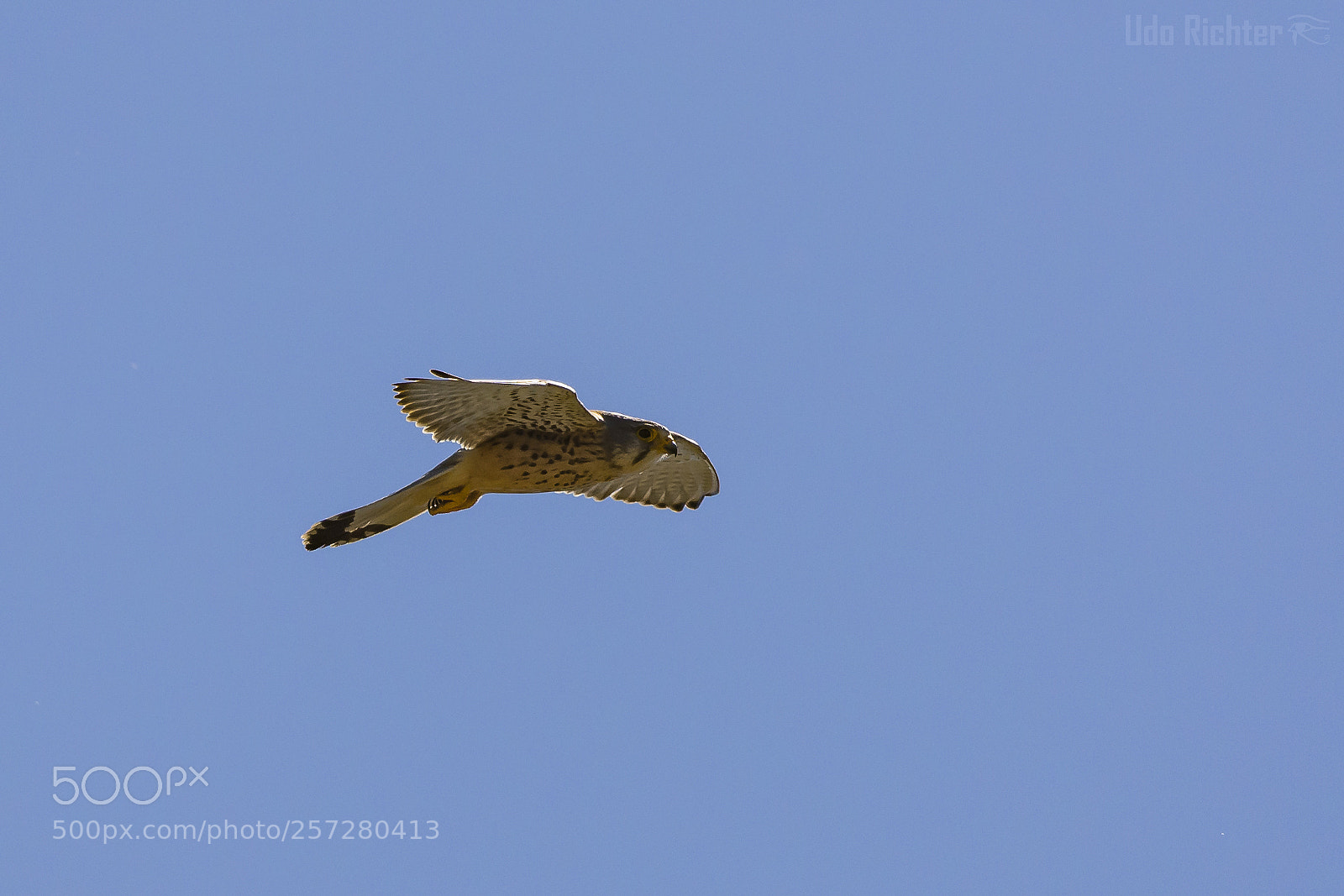 Nikon D7200 sample photo. 'fritz, the male kestrel photography