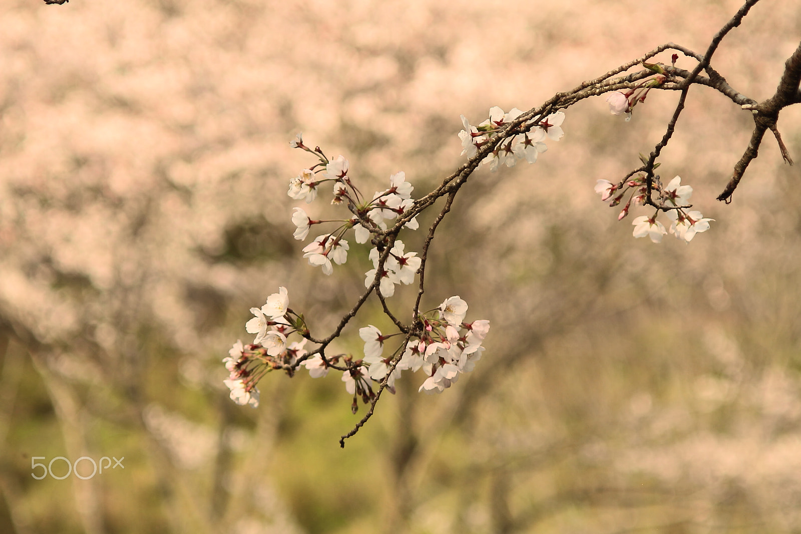Canon EOS 7D + Canon EF 50mm F1.8 II sample photo. Cherry blossoms photography
