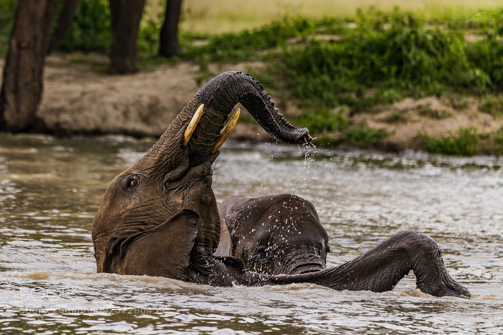 Nikon D850 sample photo. Elephant backflip photography