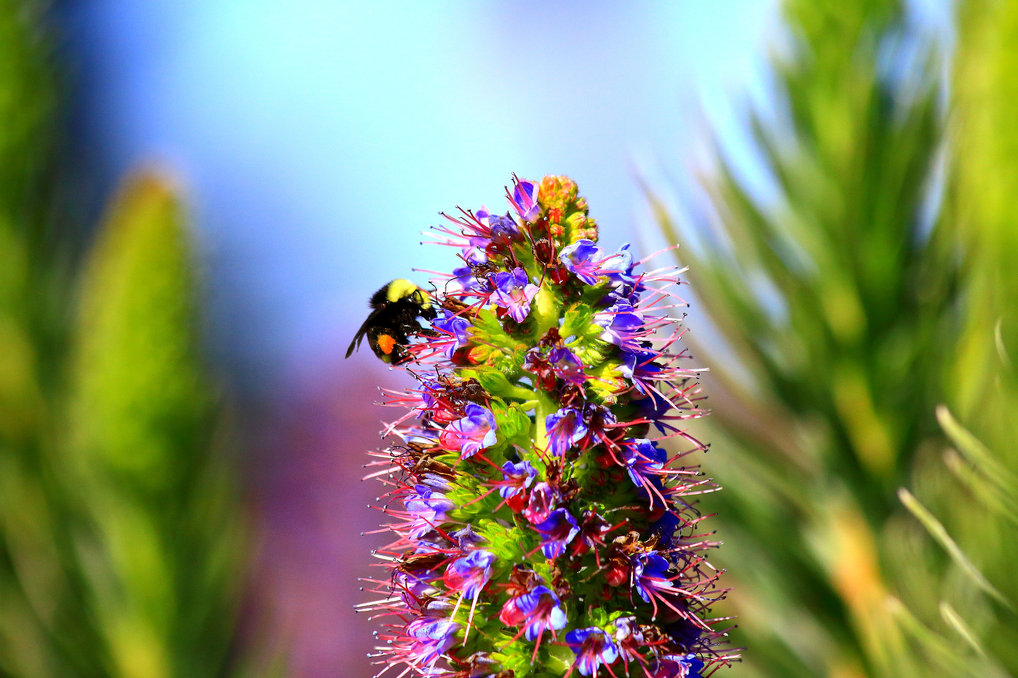 Canon EF 70-300mm F4-5.6 IS USM sample photo. Spring's here! photography