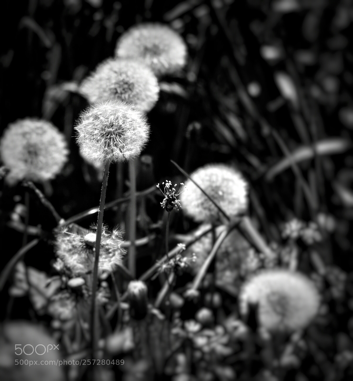 Nikon D3000 sample photo. Untitled photography