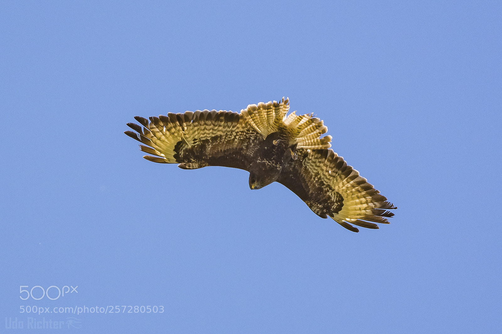 Nikon D7200 sample photo. 'curious common buzzard buteo photography