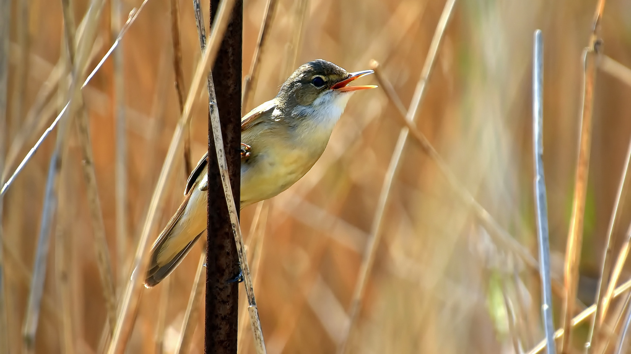 Nikon D7200 sample photo. Singing in the reed... photography