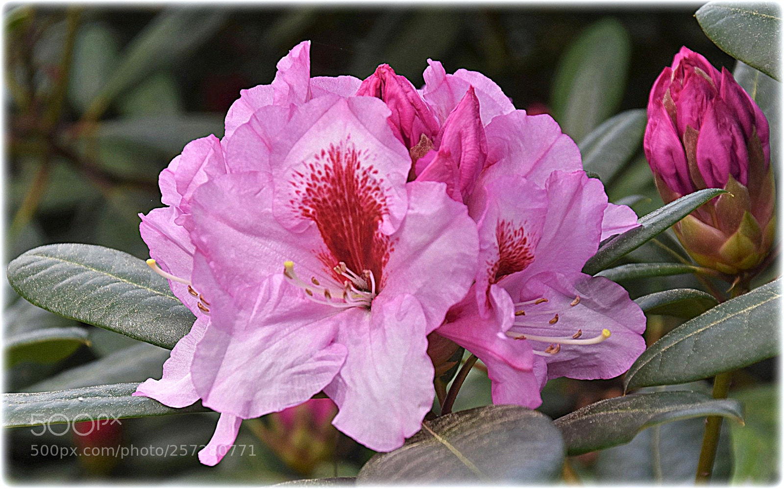 Nikon D7200 sample photo. "flower" photography