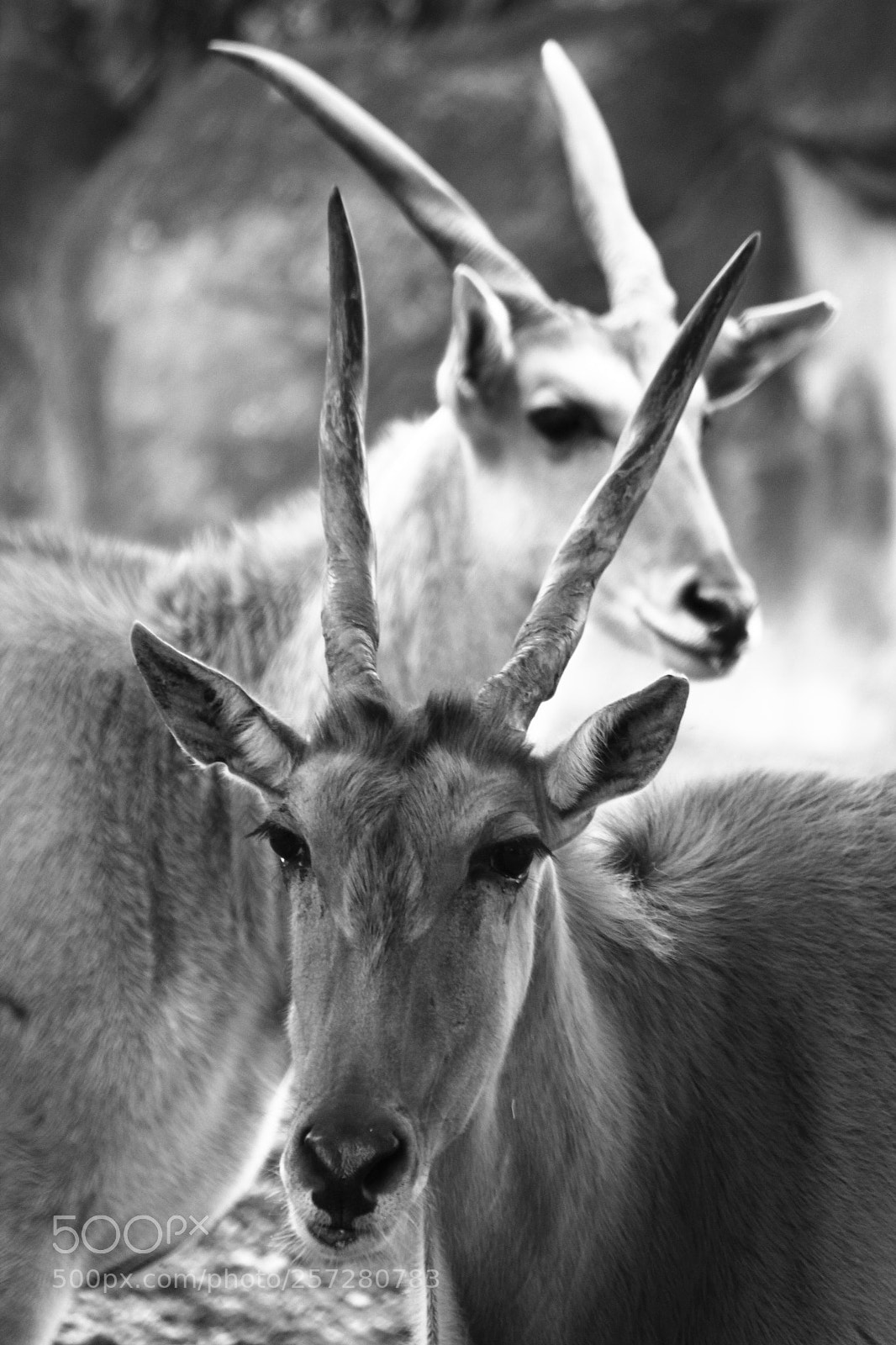 Canon EOS 550D (EOS Rebel T2i / EOS Kiss X4) sample photo. Goats photography