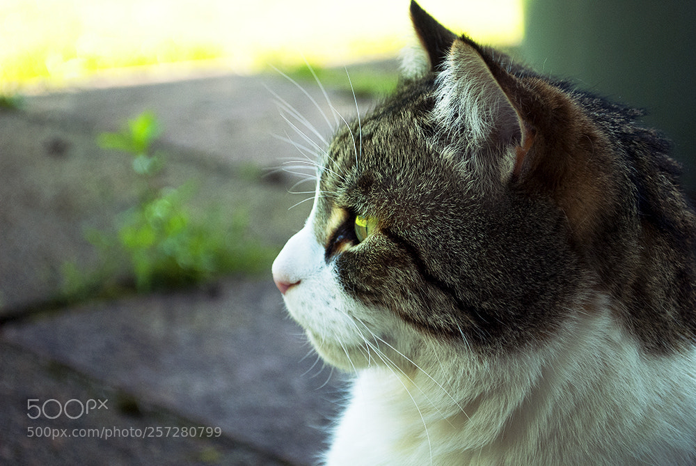 Nikon D60 sample photo. Cat photography