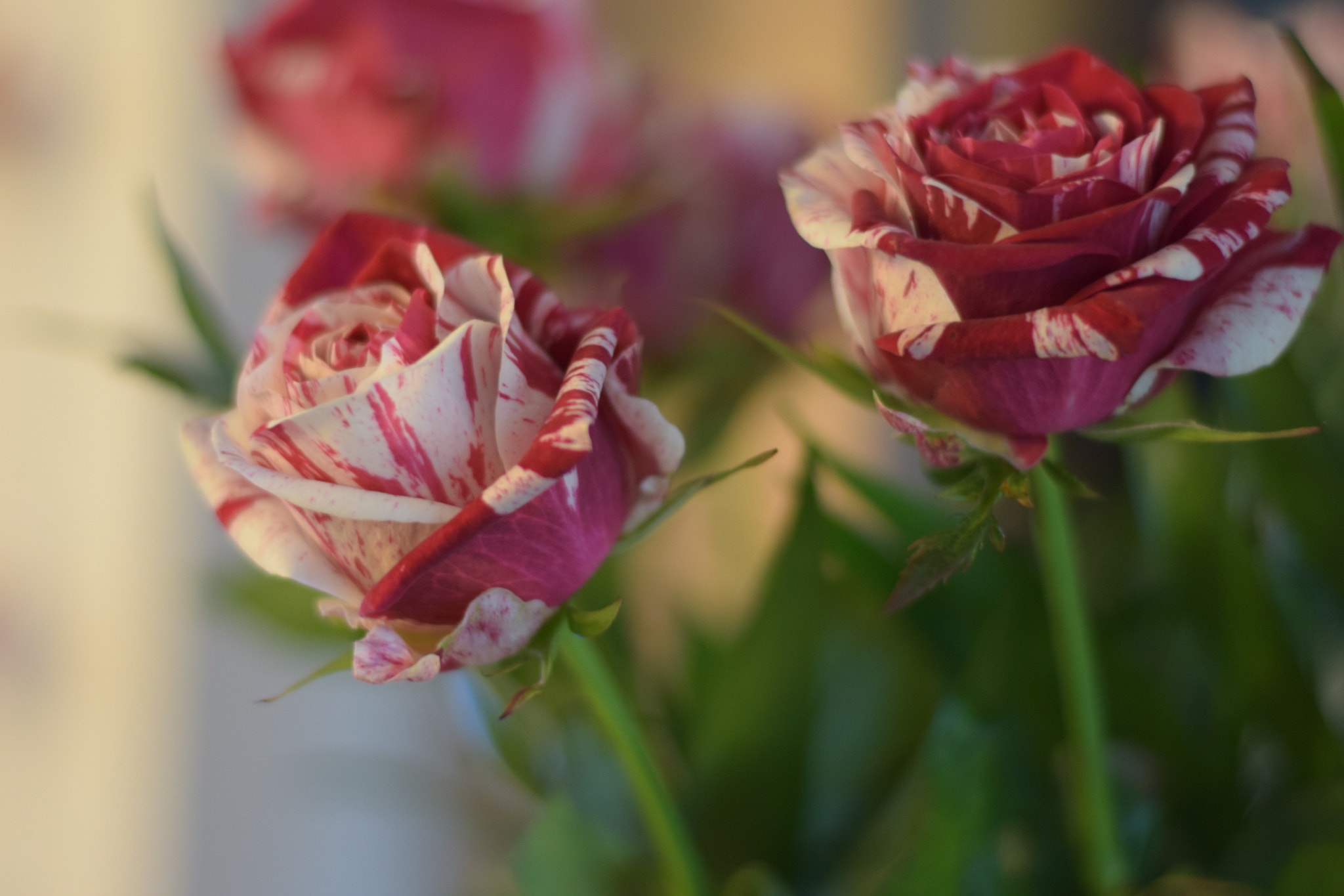 Nikon AF-S Nikkor 50mm F1.8G sample photo. Roses photography