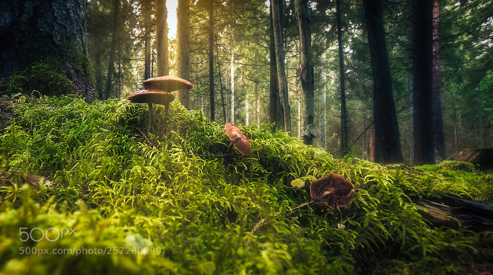 Canon EOS 6D Mark II sample photo. Mushrooms in the sun photography
