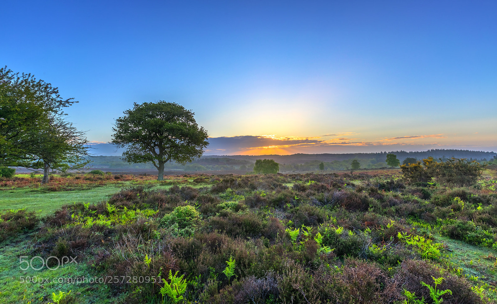 Canon EOS 5D Mark IV sample photo. Bracken sunrise photography