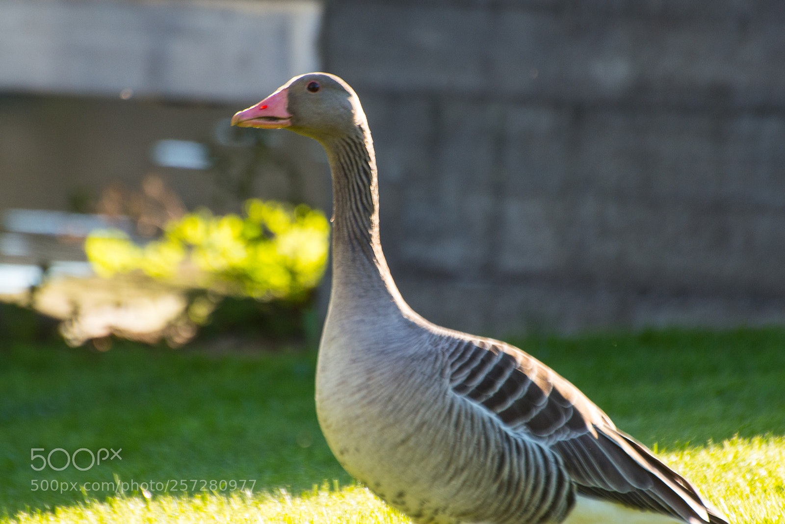 Nikon D3200 sample photo. A ghoose photography