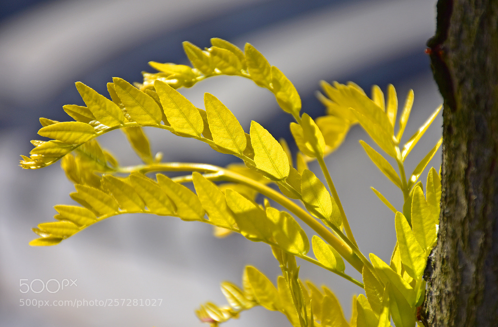 Nikon D7200 sample photo. Yellow leaflets in the photography