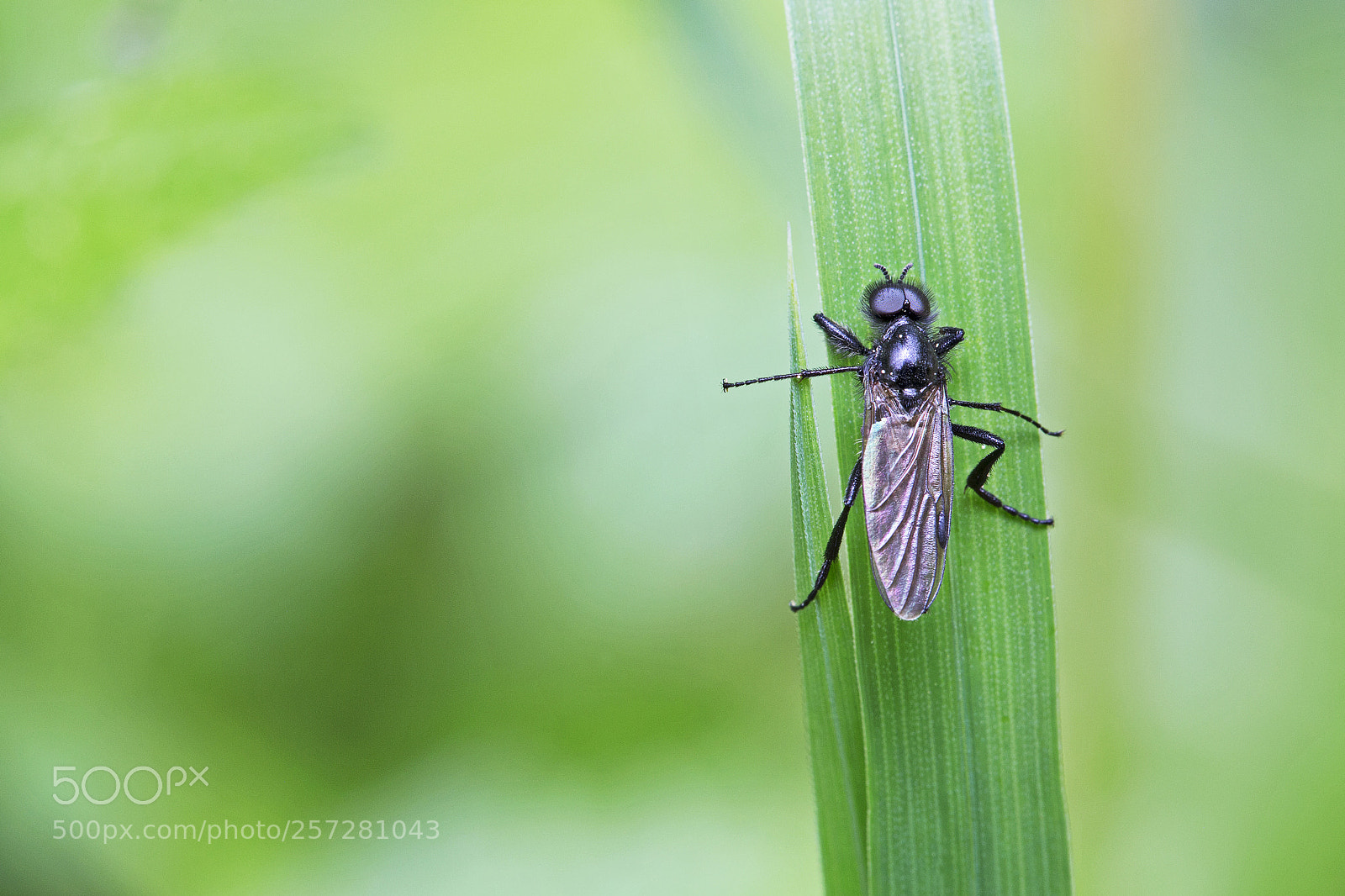 Canon EOS 6D sample photo. Climbing fly photography
