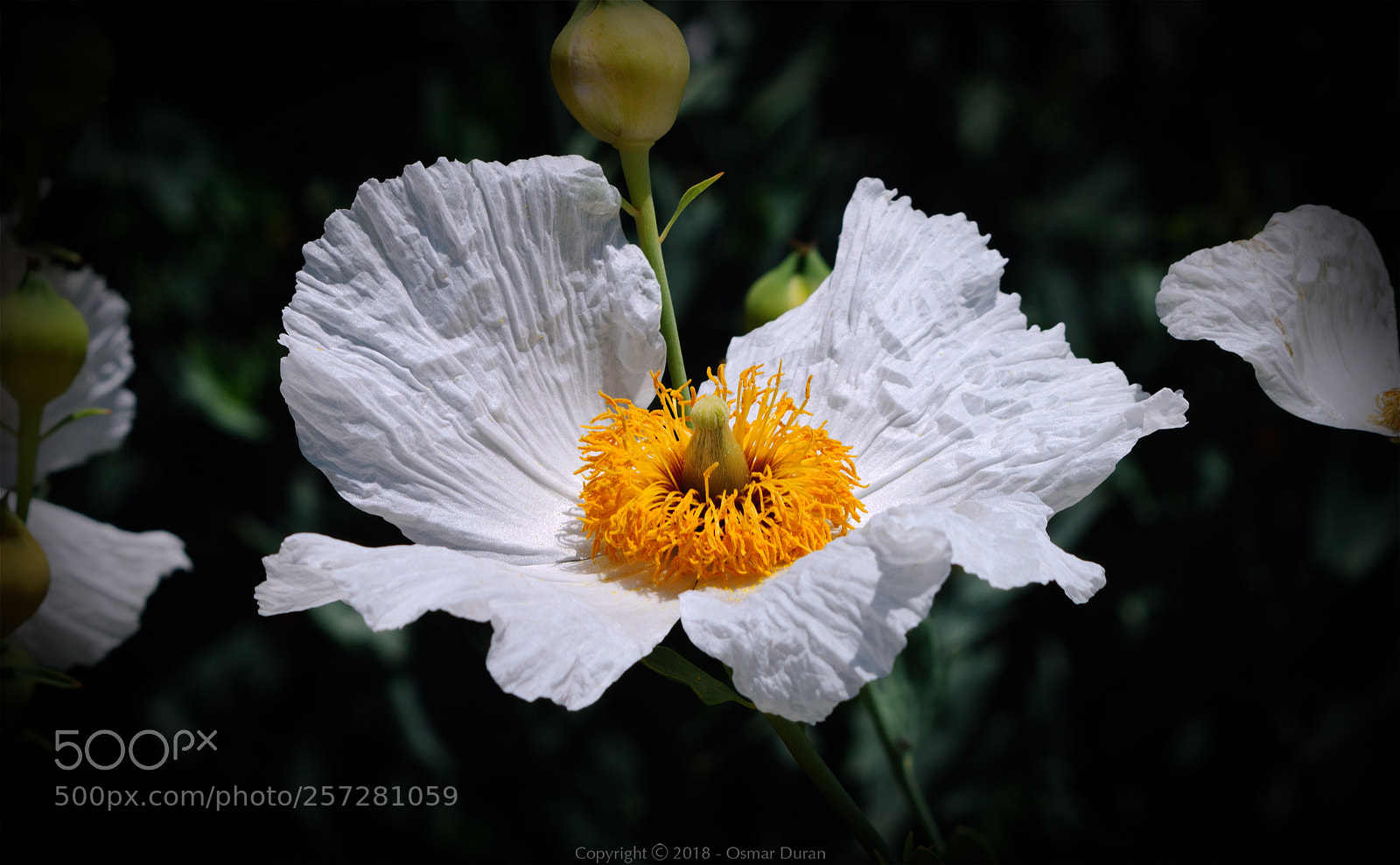 Nikon D200 sample photo. Matilija poppy (romneya coulteri) photography