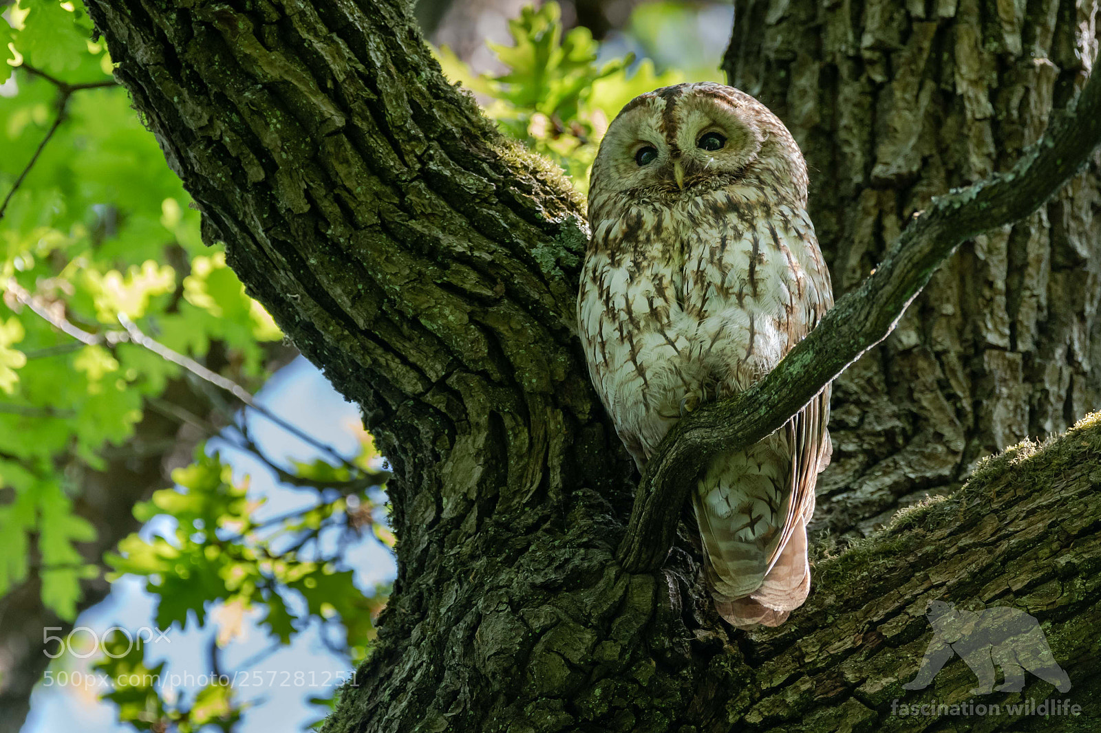 Nikon D850 sample photo. Tawny owl photography