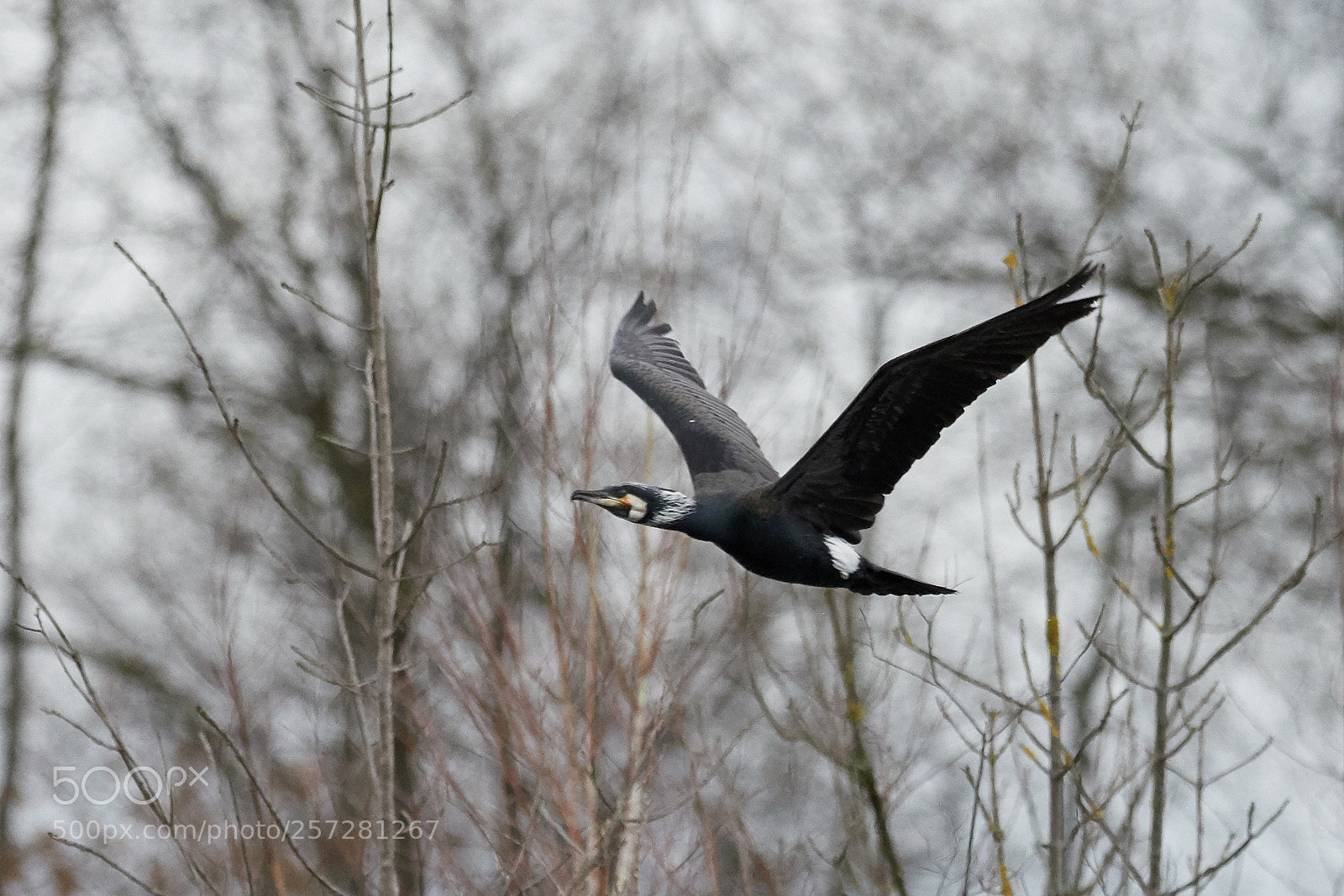 Olympus OM-D E-M1 Mark II sample photo. Der flug des kormorans photography