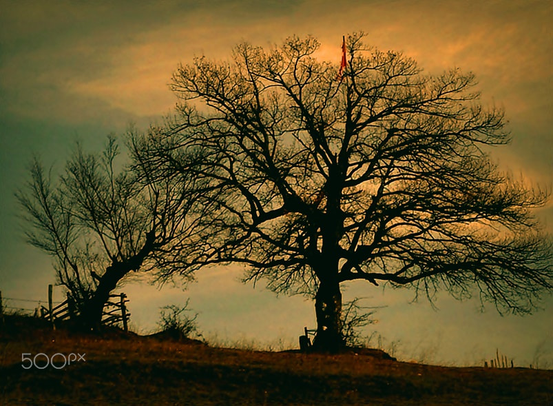 Nikon D5000 sample photo. ** photography