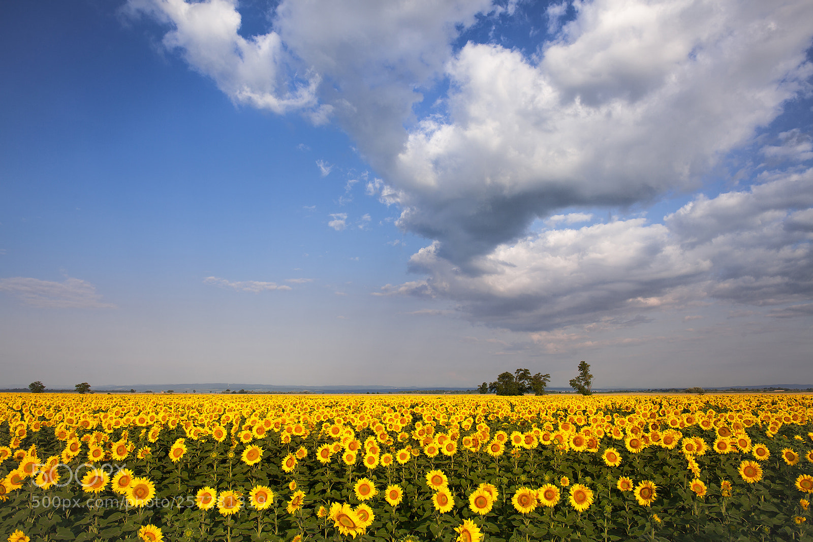 Canon EOS 5D Mark II sample photo. Summer feeling photography