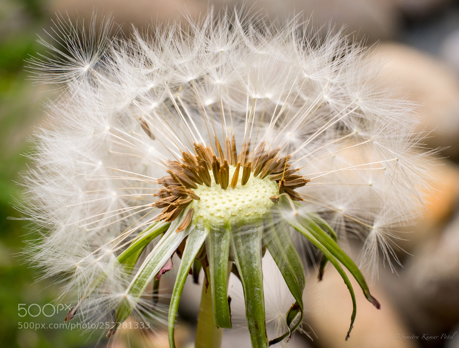 Nikon D7200 sample photo. Dandelion photography