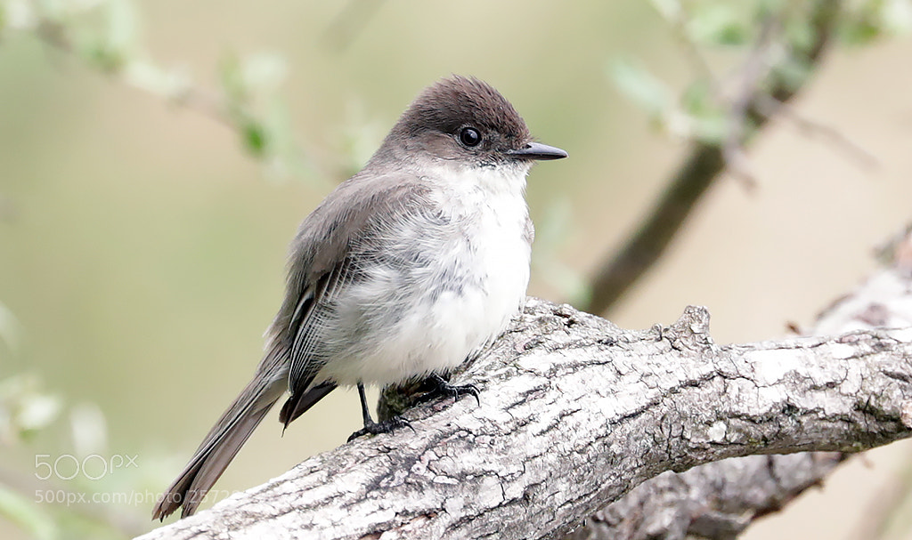 Canon EOS 5D Mark IV sample photo. Eastern phoebe photography