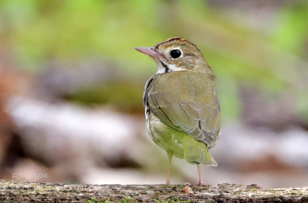 Canon EOS 5D Mark IV sample photo. Wood thrush photography