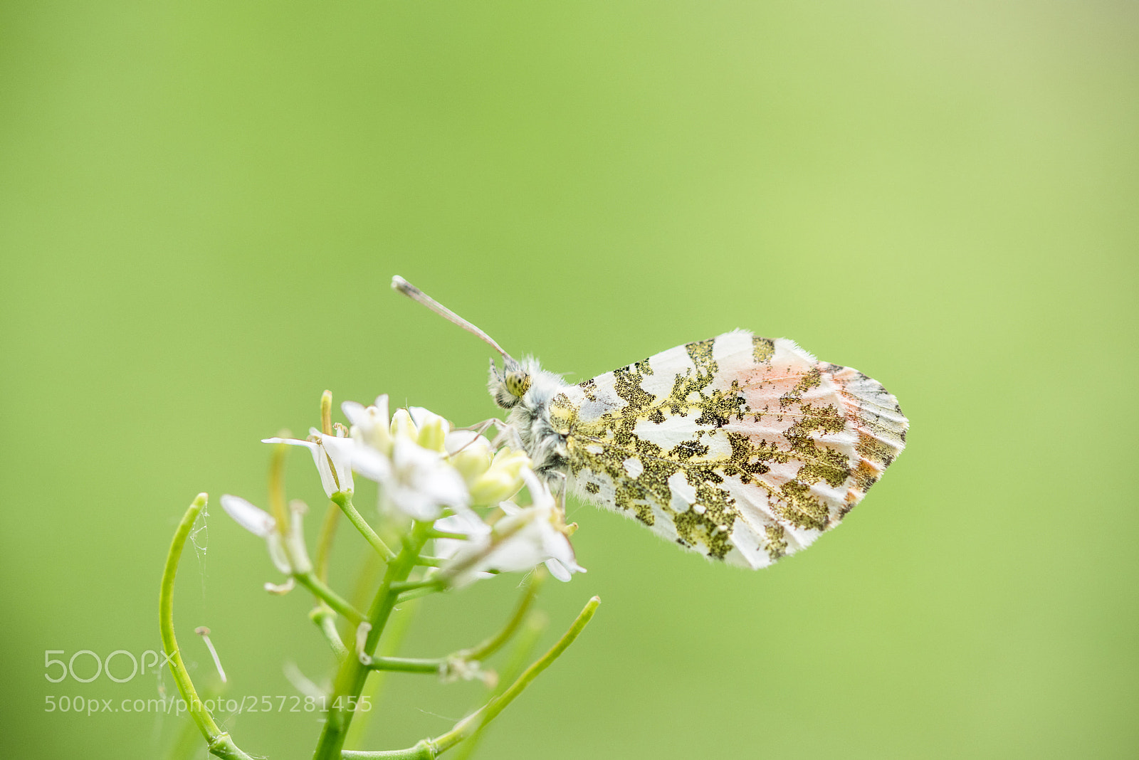 Nikon D750 sample photo. Anthocharis cardamines photography