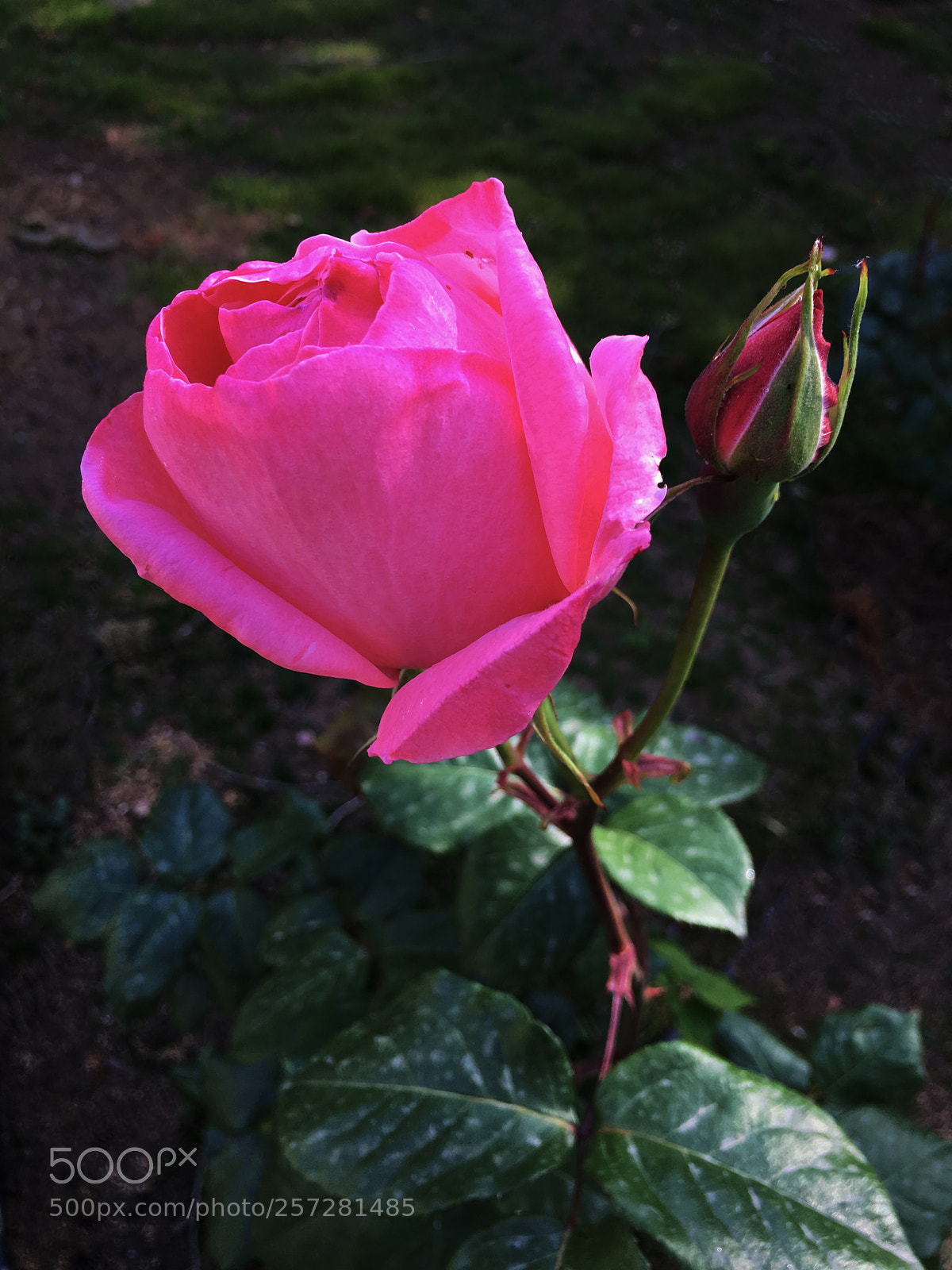 Apple iPhone 6s Plus sample photo. Rosa photography